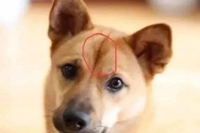 娱乐吃瓜酱忠犬,吃瓜酱的忠实伴侣