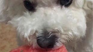 娱乐吃瓜酱狗狗打猫咪,娱乐吃瓜酱现场直播