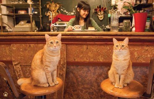 娱乐吃瓜酱男朋友不如猫