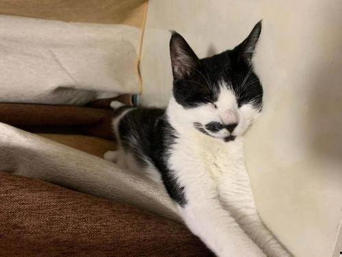 娱乐吃瓜酱男朋友不如猫