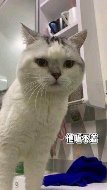 娱乐吃瓜酱男朋友不如猫