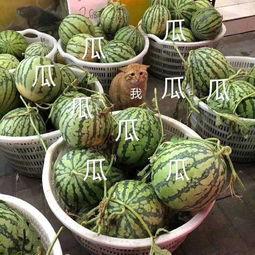 娱乐搬料吃瓜,明星幕后故事大曝光！