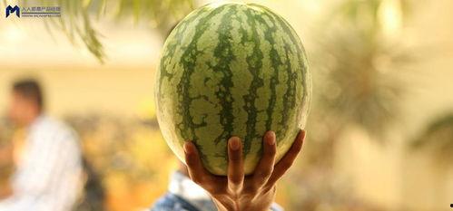 娱乐圈吃瓜是什么,揭秘明星背后的故事与真相